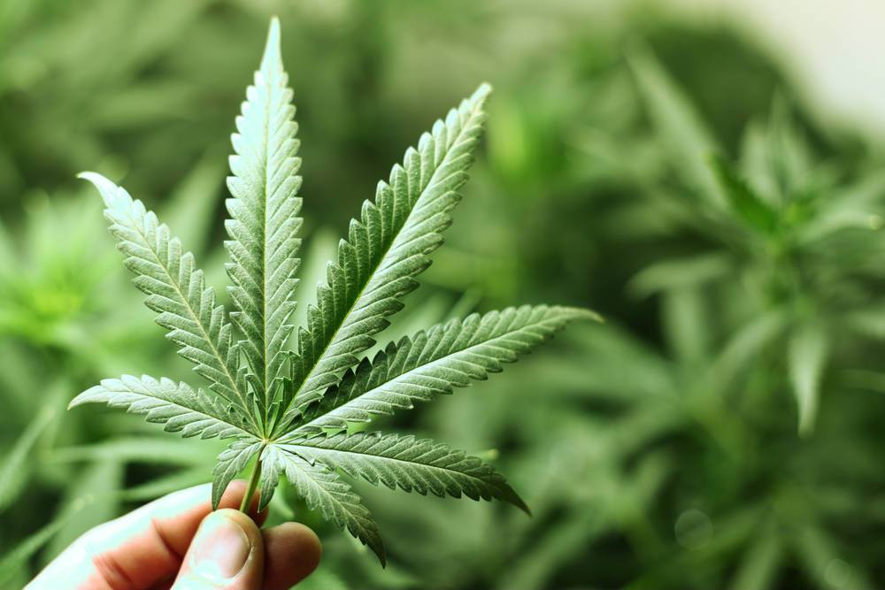 Cannabis-Leaf